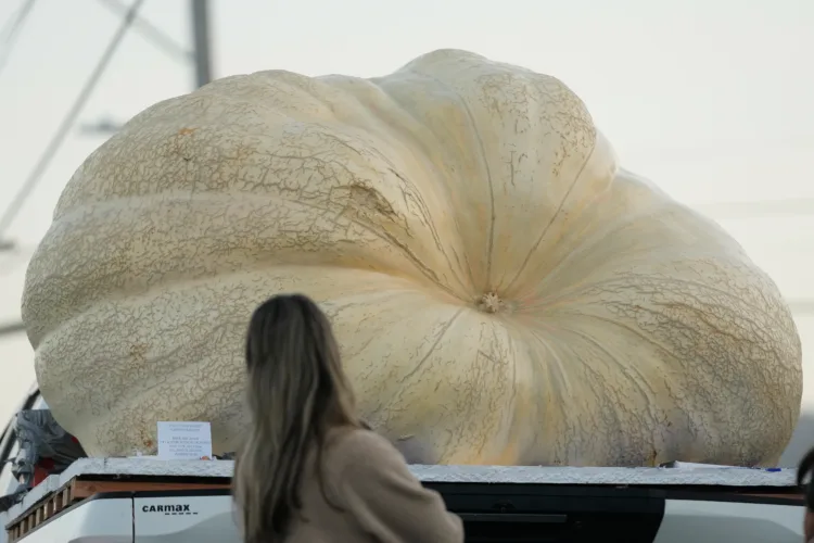 3,156-pound pumpkin grown in Rhode Island is inspected for possible world record